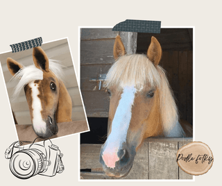 Hobby Horse basato sulla tua foto