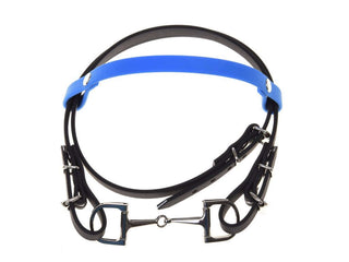 Briglia con Fascia Blu (taglia S)