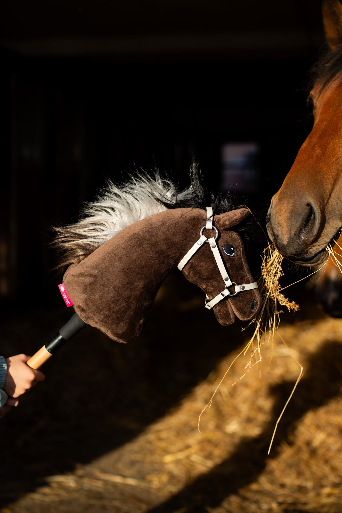 Hobby Horse Alfredo in cavezza bianca muso a muso con un cavallo baio che mastica fieno, con il sole sulla paglia
