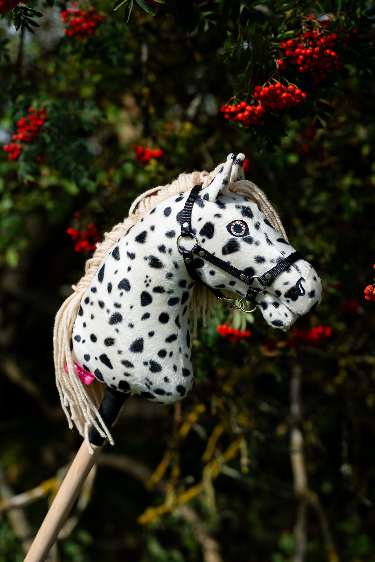 Hobby Horse Lord Valentine all’aperto, di profilo, davanti a un sorbo pieno di bacche rosse