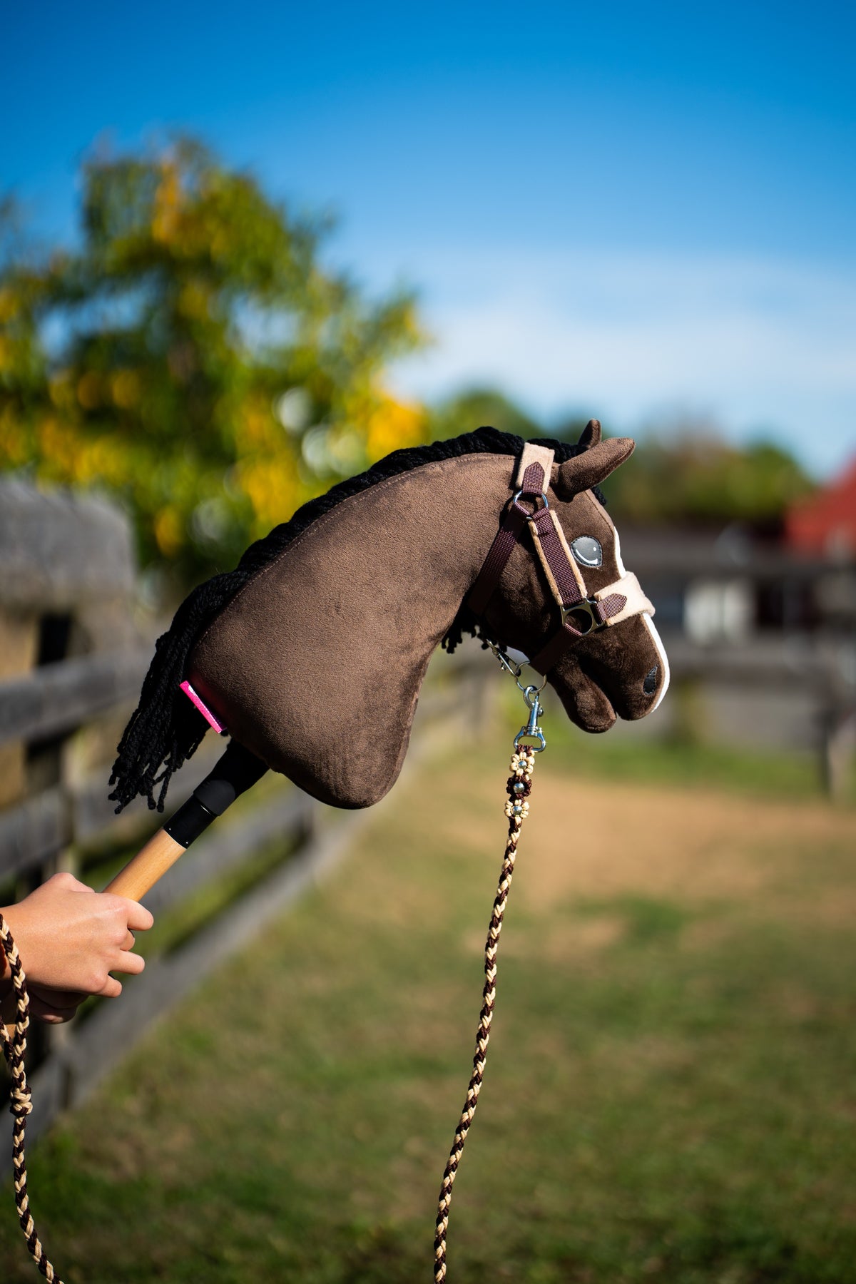 Hobby Horse Sisi in un paddock soleggiato con cavezza marrone dal nasello chiaro e lunghina intrecciata
