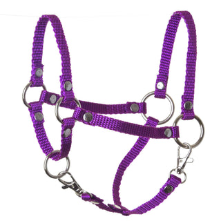 Cavezza viola